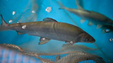 ������ �������: ���������� � ������� ���-������� � ��� ������� �����������