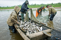  Информация о необходимости соблюдения Правил рыболовства при осуществлении традиционного рыболовства лица, относящиеся к коренным малочисленным народам Севера, Сибири и Дальнего Востока Российской Федерации